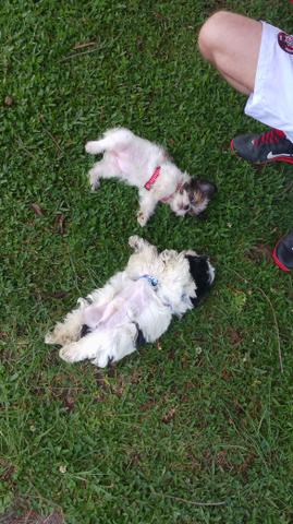 Casal De Shih Tzu Macho Preto/Branco Femea Marron/Branco