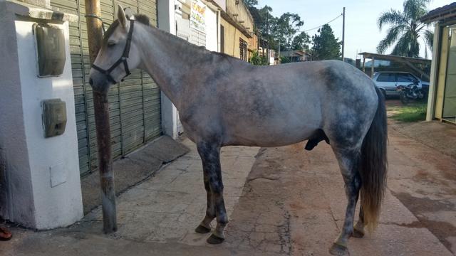 Cavalo inteiro marcha picada com 8 anos