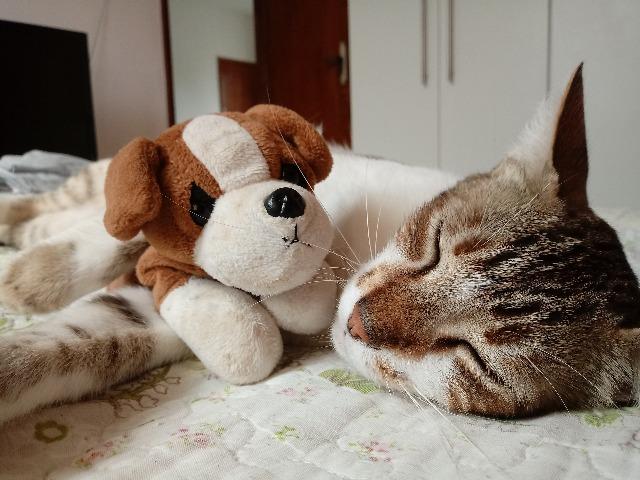 Doação de dois gatos lindos!