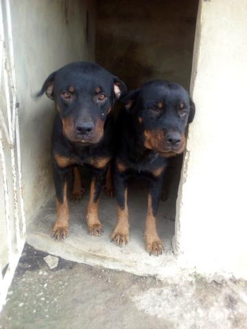Rottweiler