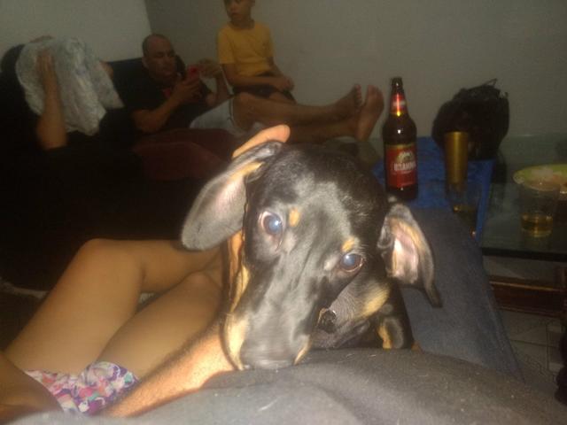 Vendo basset luxo apollo