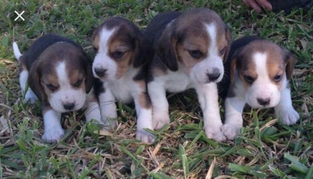 Lindas beagles fêmeas já vacinadas