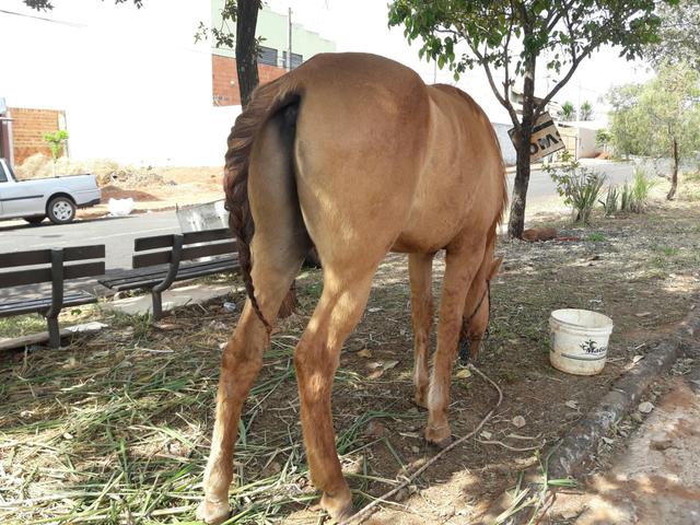 Potr apallosa com registro