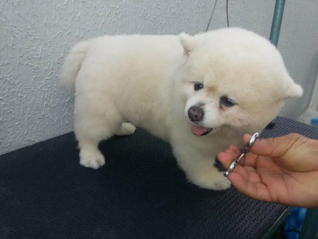 R & R banho e tosa em domicílio.