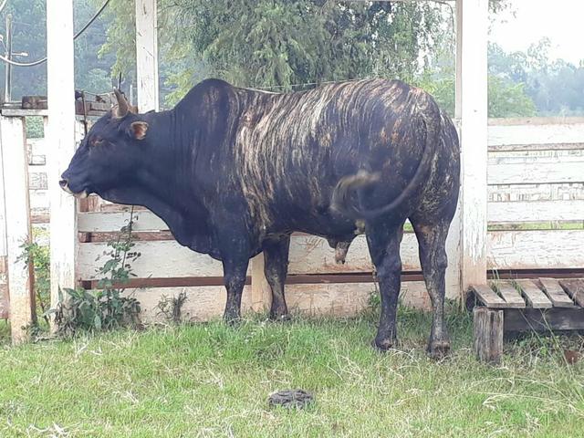 Bois gordos *R $ 4.50kg