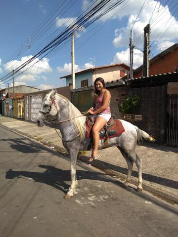 Cavalo Mangalarga Mineiro Branco