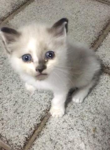 Gatinho por R$ 0,00