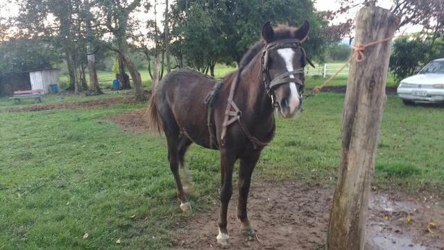 Venda potro e charrete