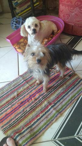 Yorkshire terrier Mini Macho