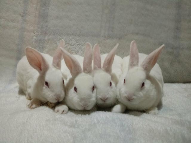 Coelhos rex