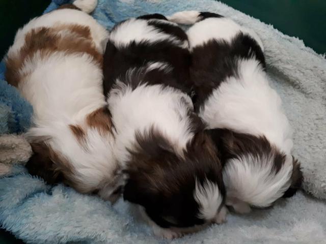 Shih Tzu vende-se