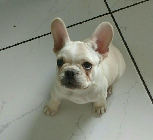 Bulldog Francês Fêmea