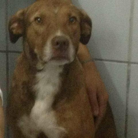 Cachorro para Adoção