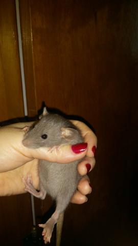 Dumbo ratos hamster mercol