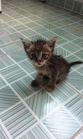 Gatinha fêmea para adoção