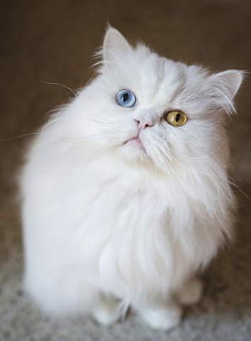 Gato persa de olhos bicolor