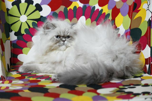 Persa extremamente carinhosa