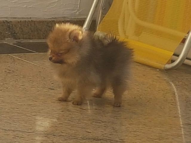 Spitz alemao anão com pedigree