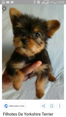 Vende sé Yorkshire Sr ivan 