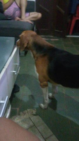 Beagle com americano puro