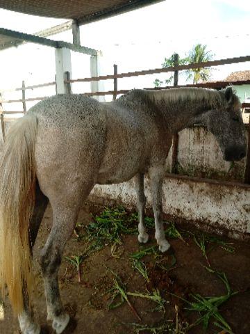 Cavalo de cercado e passeio