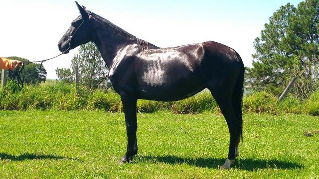 Égua Mang Marchador Registrada Preta 7 anos