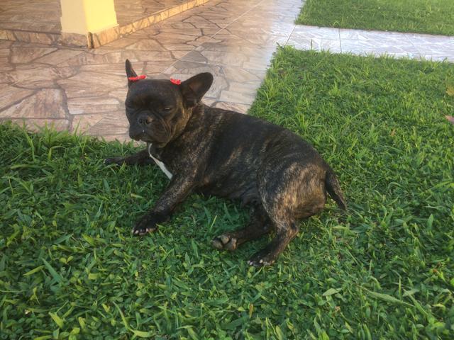 Bulldog Frances Companhia