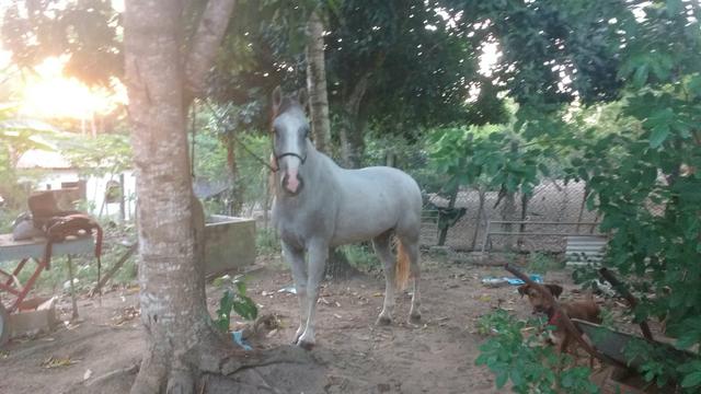 Cavalo de largo