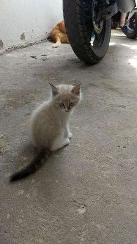 Gatinho de olhos azuis para adoção