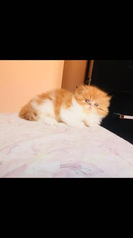 Gato persa bicolor red com pedigree