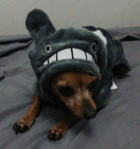 Roupa de cachorro Totoro