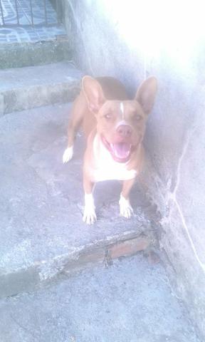 Vendo Pitbull fêmea