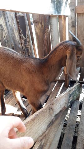 Vendo cabras cabritos