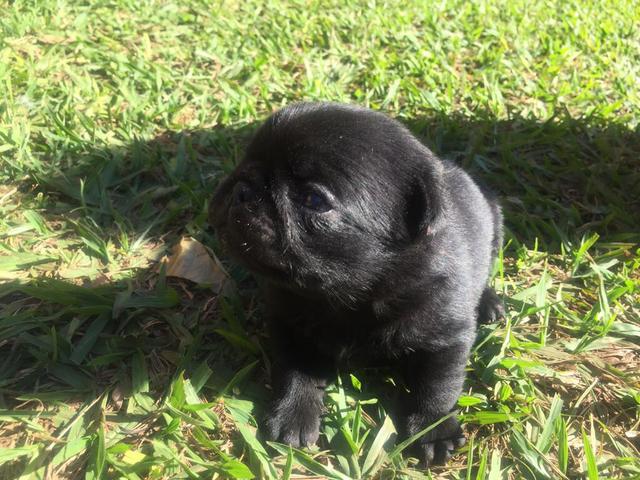 Vendo fêmea Pug