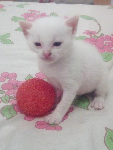 Fêmea Disponivel Angorá