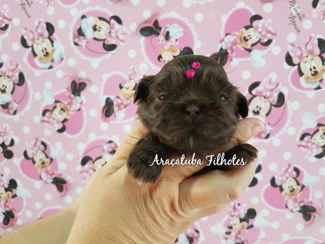 Shih Tzu fêmea chocolate