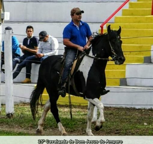 Cavalo pampa de preto a venda!!