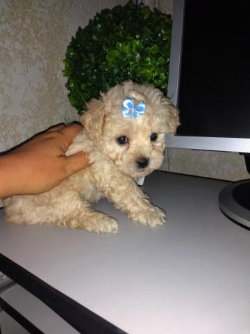 Poodle toy lindos machos