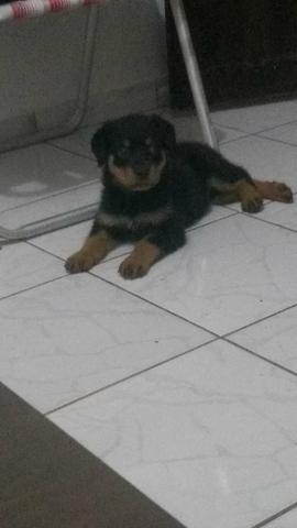 Rottweiler 2 meses já vacinado