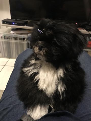 Shitzu 3 meses macho