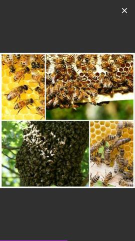 Compro enxames de abelhas europa