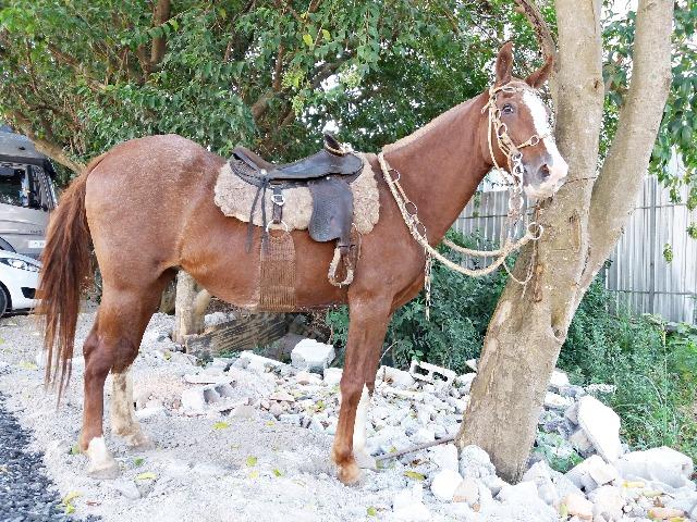 Egua Mangalarga Paulista