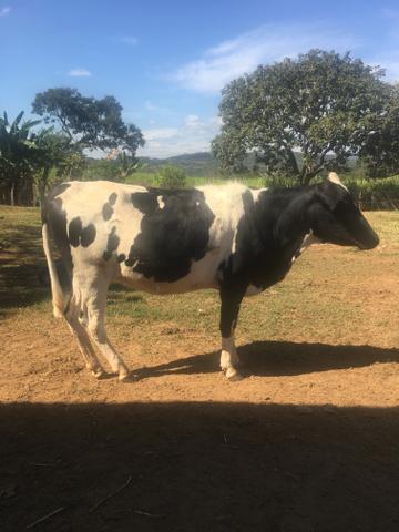 Fêmea prenha de senepol po