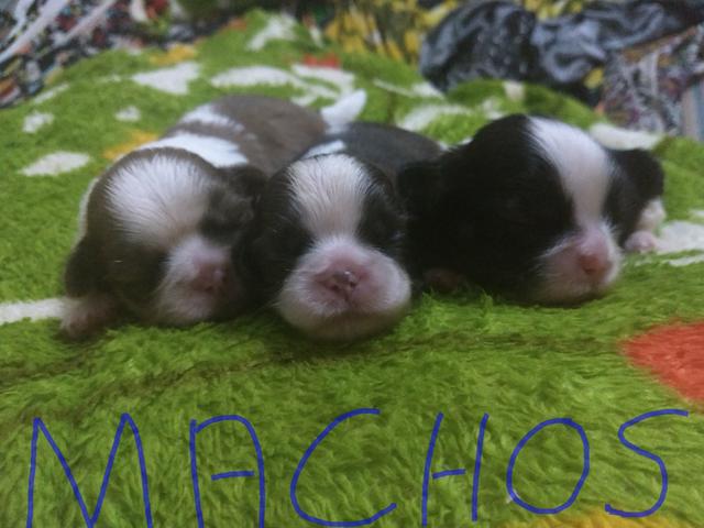 Shihtzu Mini