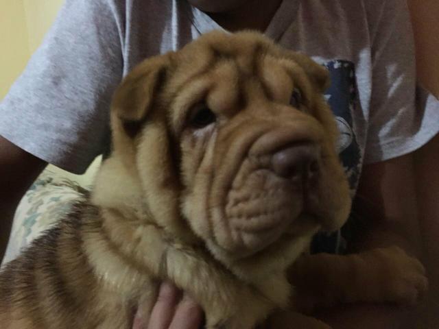 Vende sharpei fêmea
