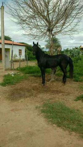 Vendo esse lindo poutro quarto de milha