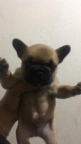 Buldogue frances imperdível