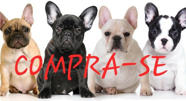 Compro Bulldog Francês