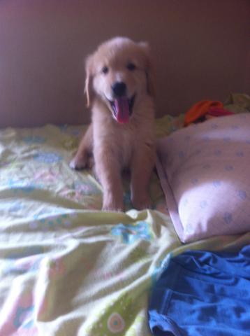 Golden Retriever