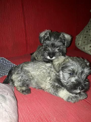 Schnauzer mini